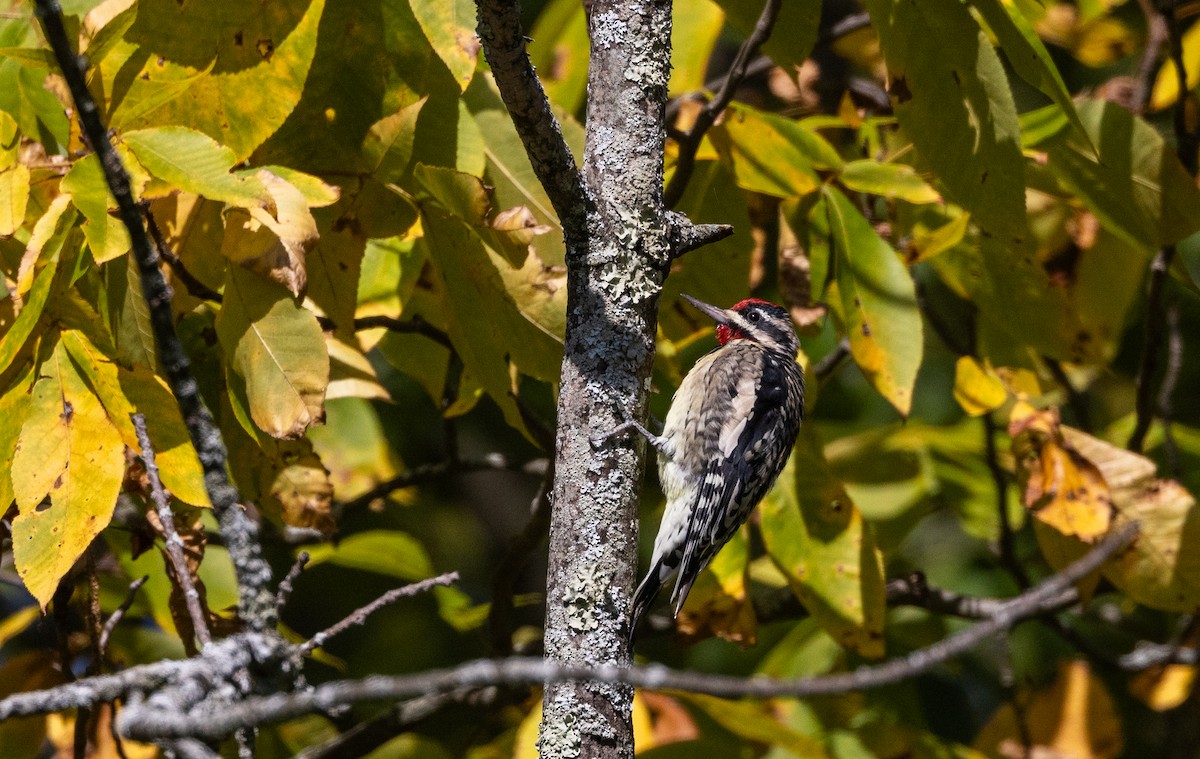 Yellow-bellied Sapsucker - ML642342801