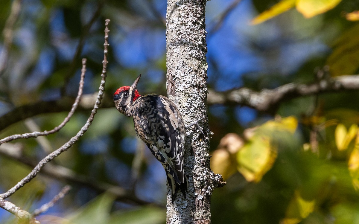 Yellow-bellied Sapsucker - ML642342802