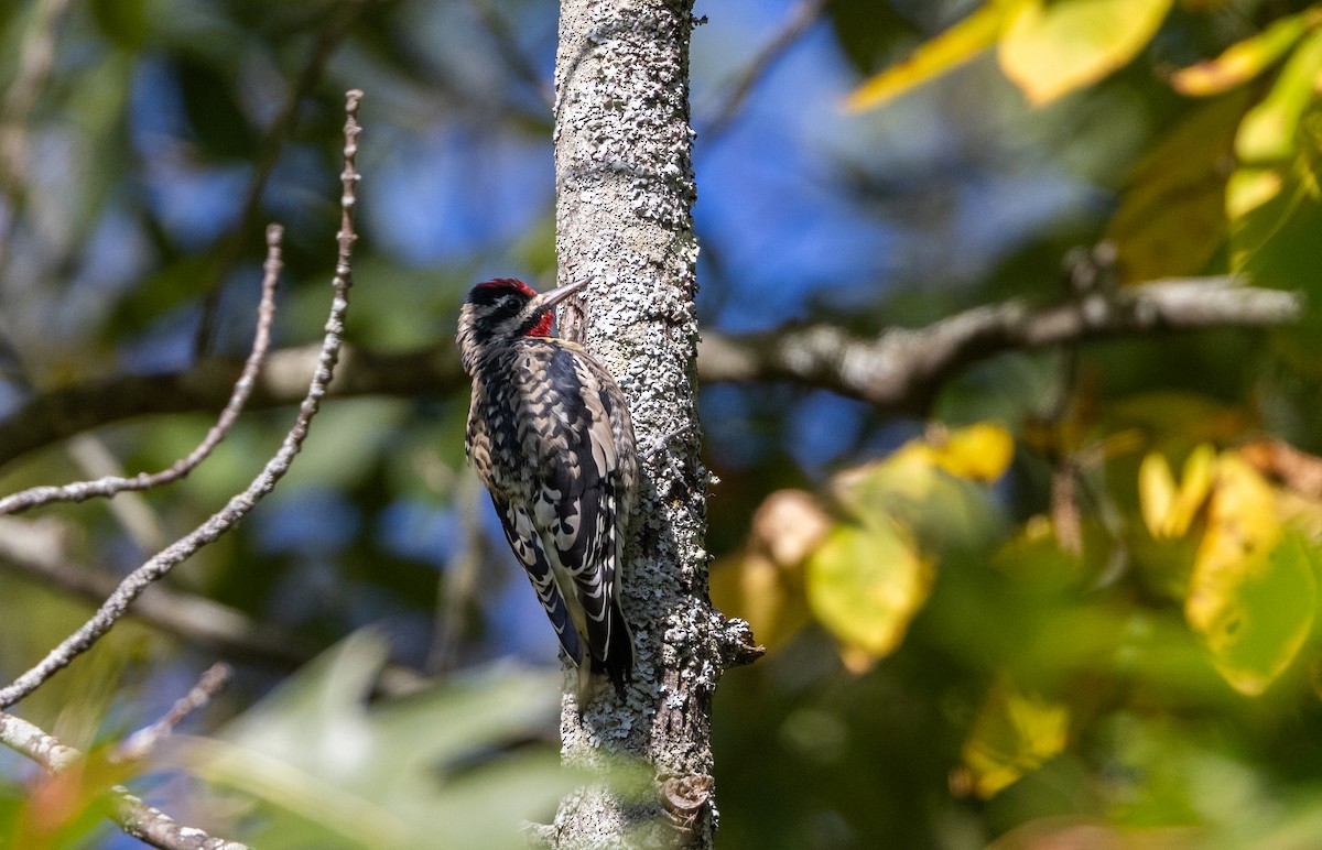 Yellow-bellied Sapsucker - ML642342803