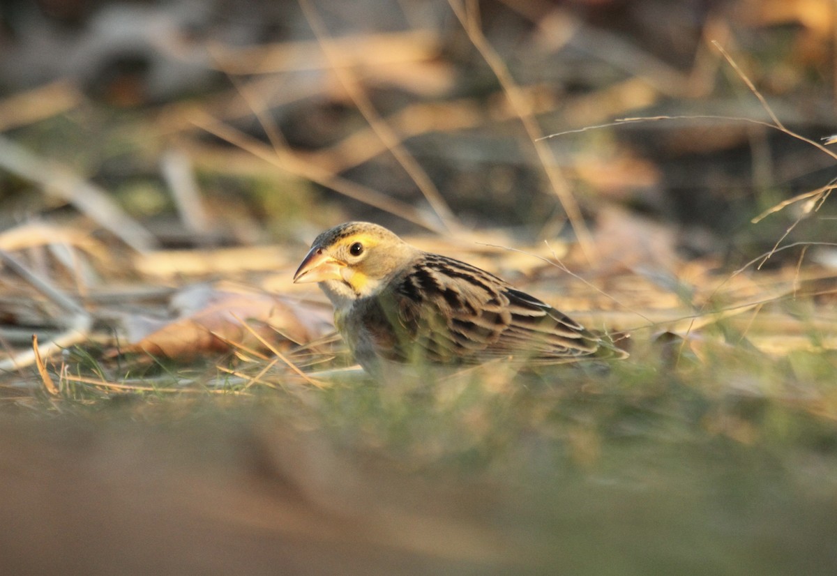 Dickcissel - ML642342815