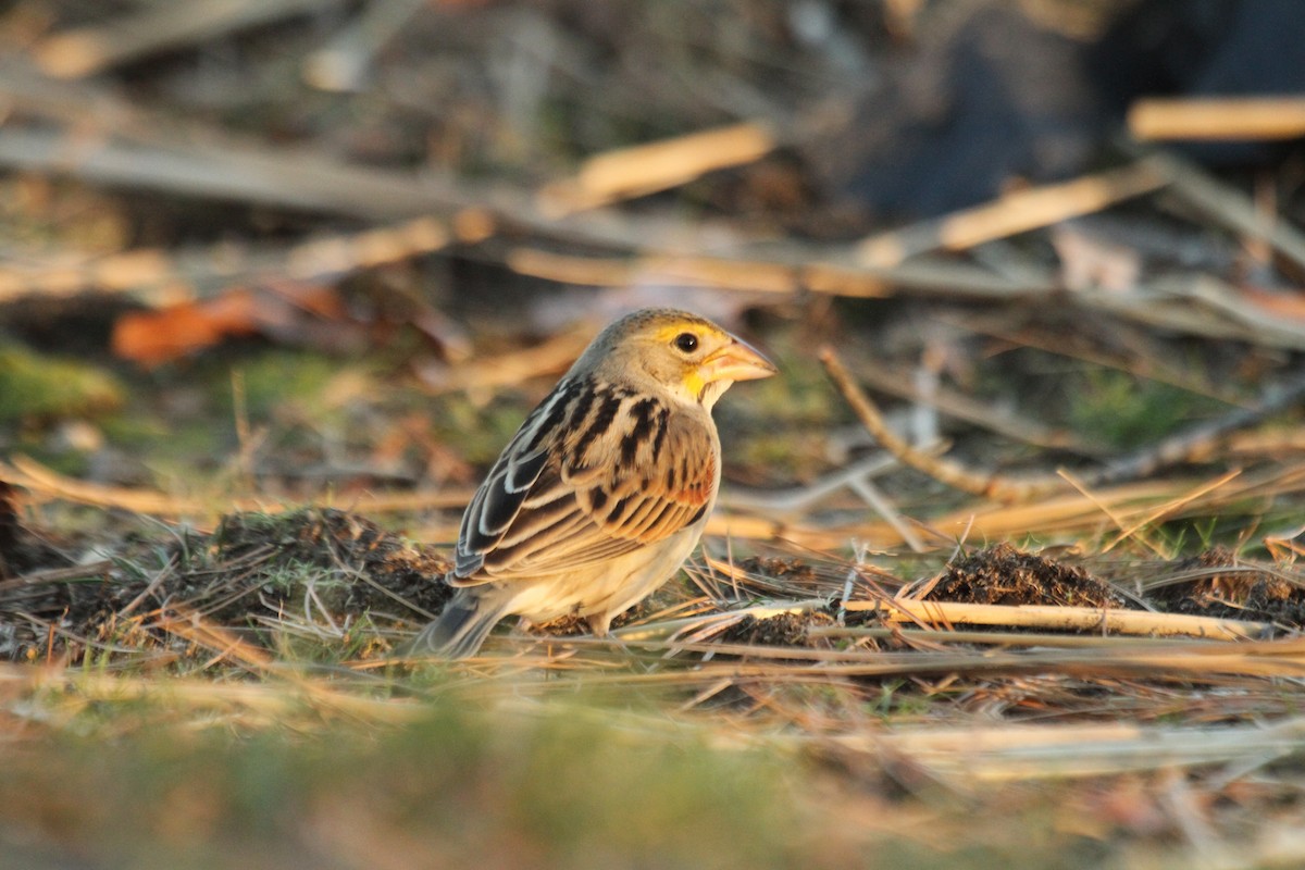 Dickcissel - ML642342816