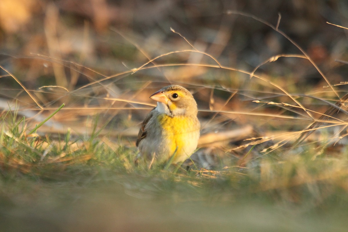 Dickcissel - ML642342817