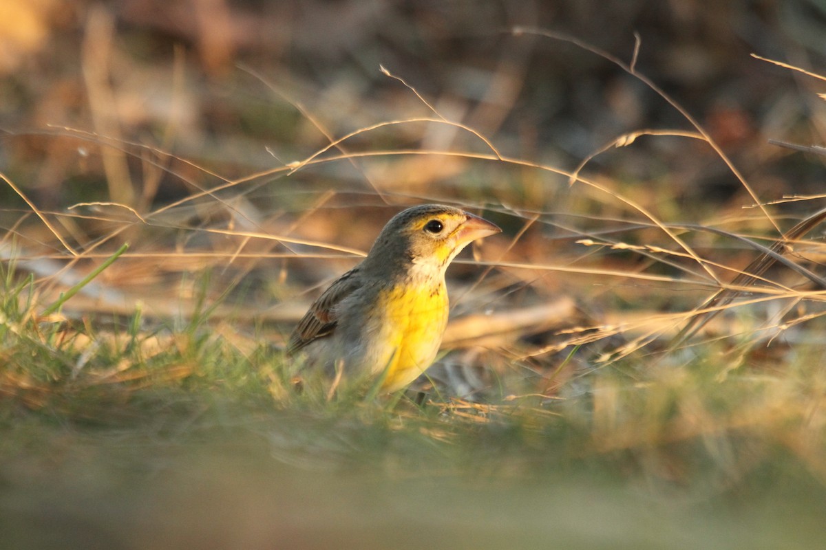 Dickcissel - ML642342819