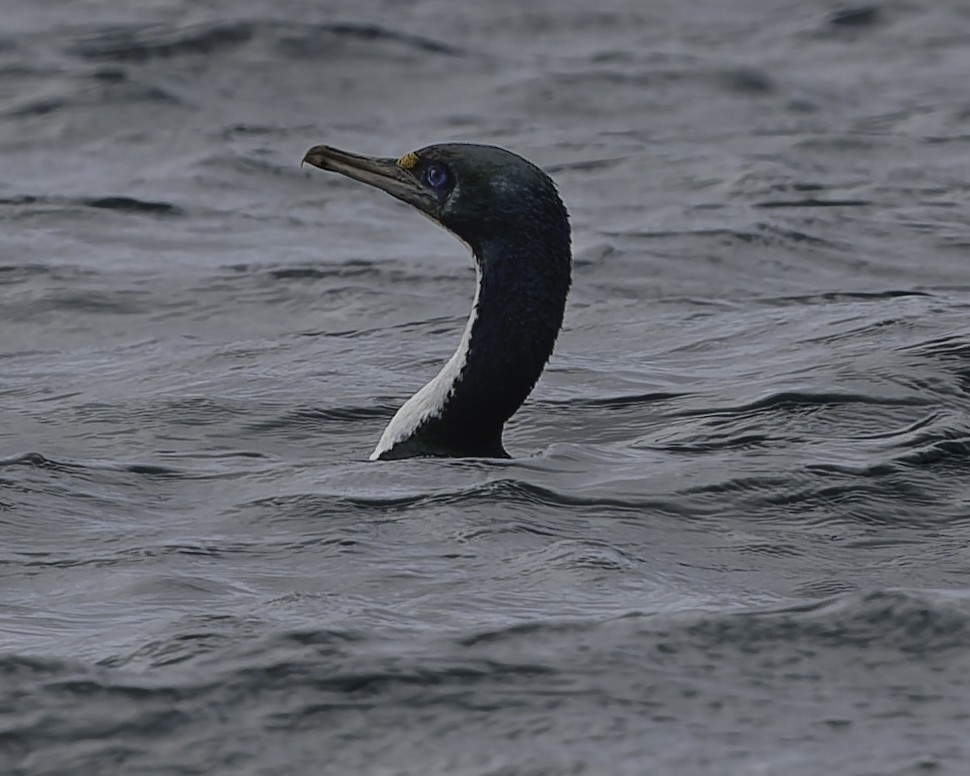 New Zealand King Shag - ML642342824