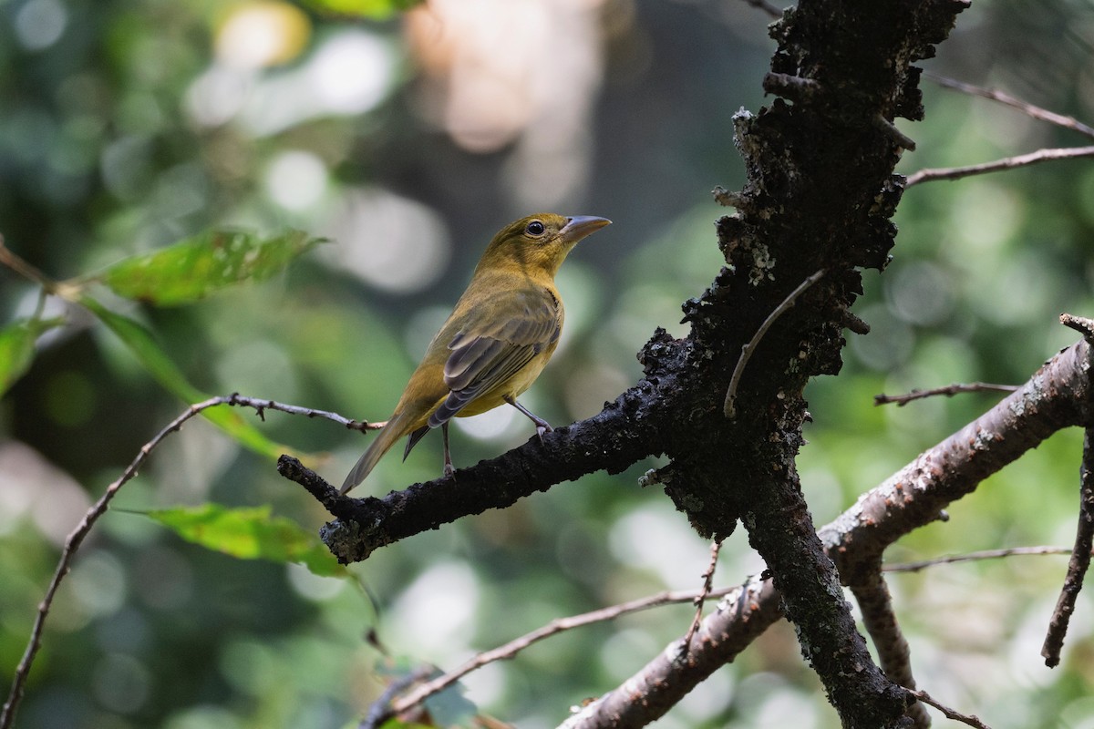 Summer Tanager - ML642342832
