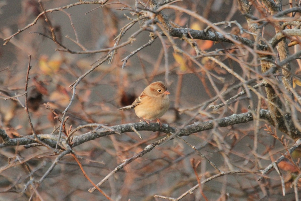 Field Sparrow - ML642342833