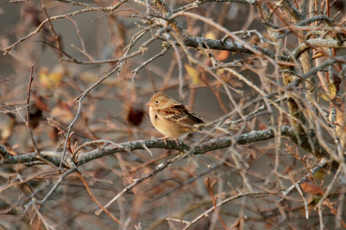 Field Sparrow - ML642342834