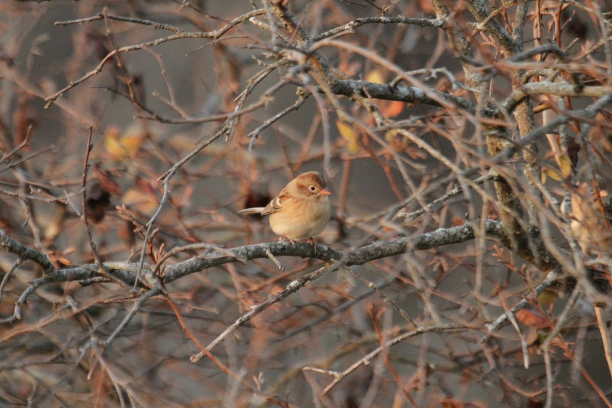 Field Sparrow - ML642342835