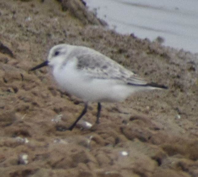 Sanderling - ML642342842