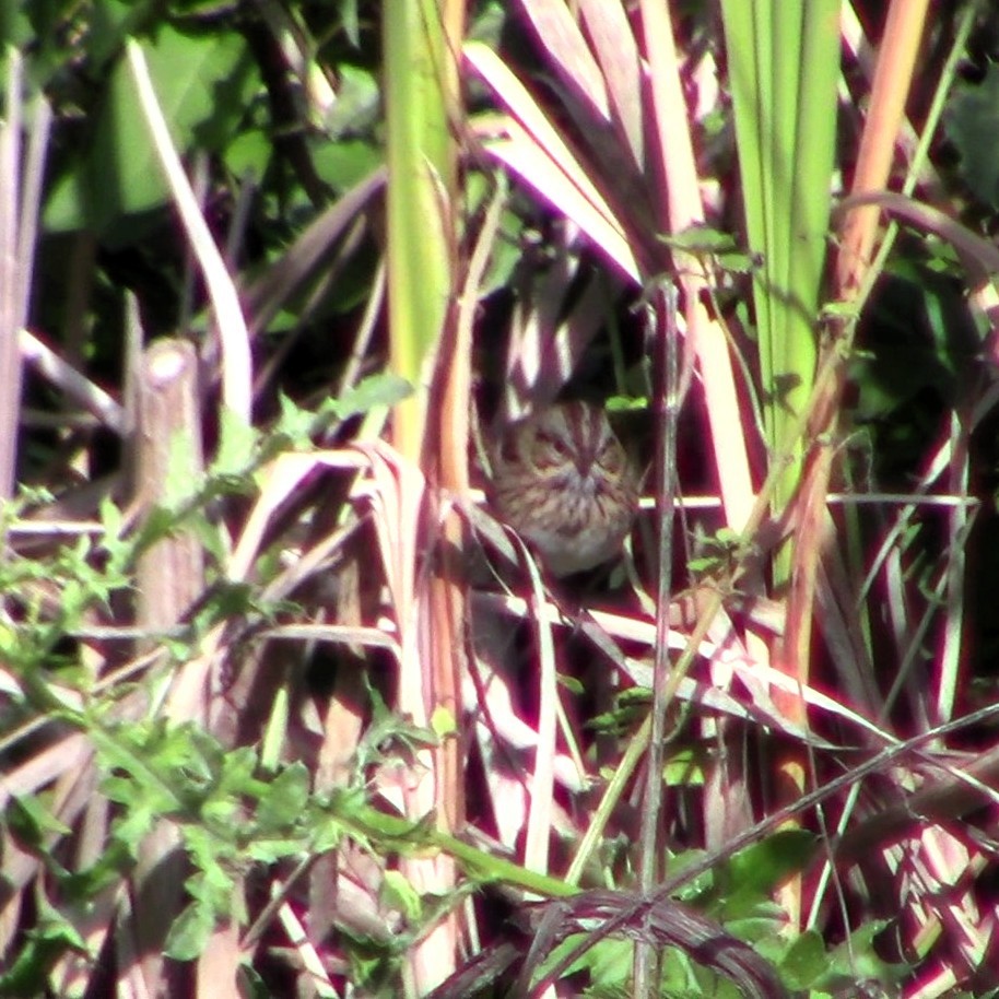 Lincoln's Sparrow - ML642342852