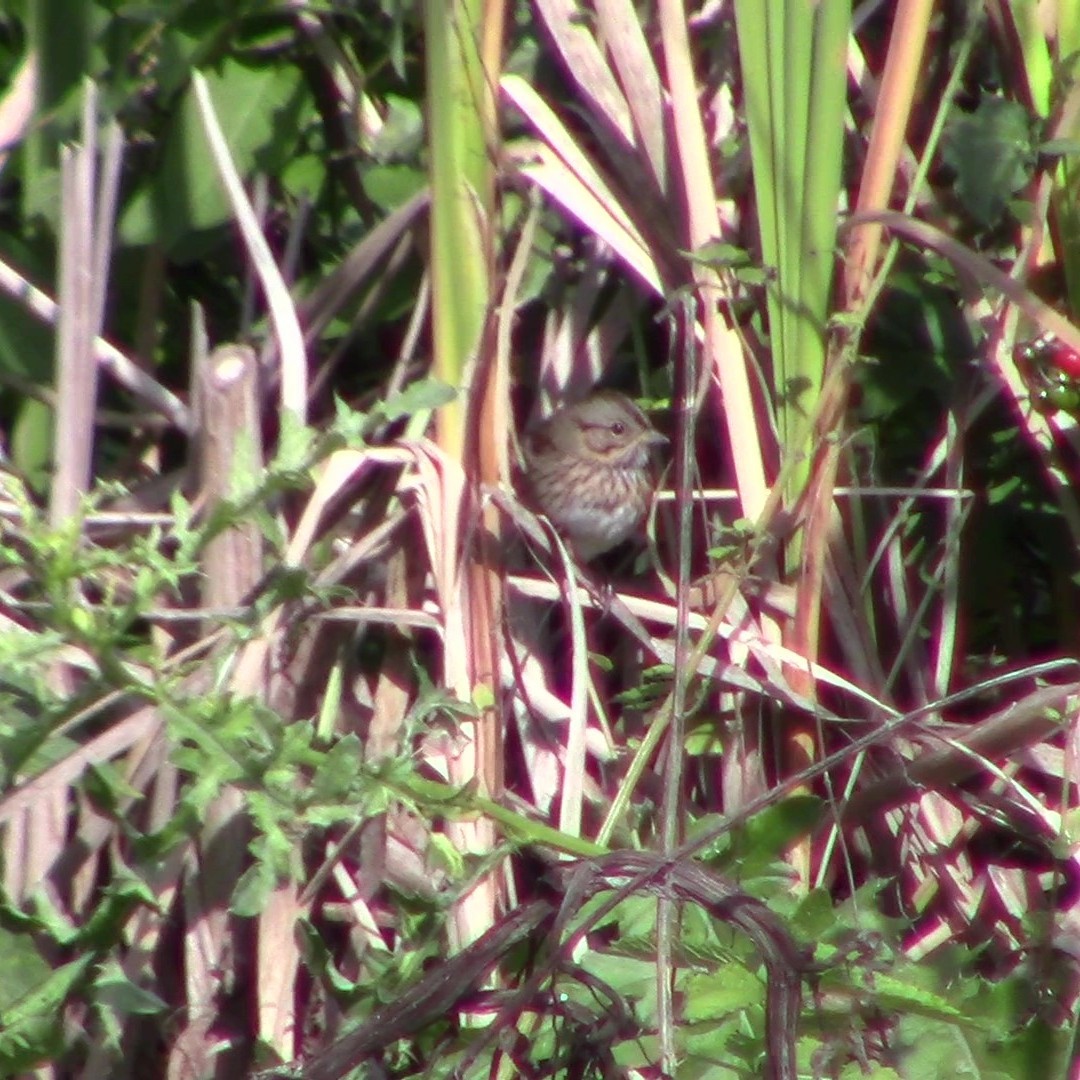 Lincoln's Sparrow - ML642342853