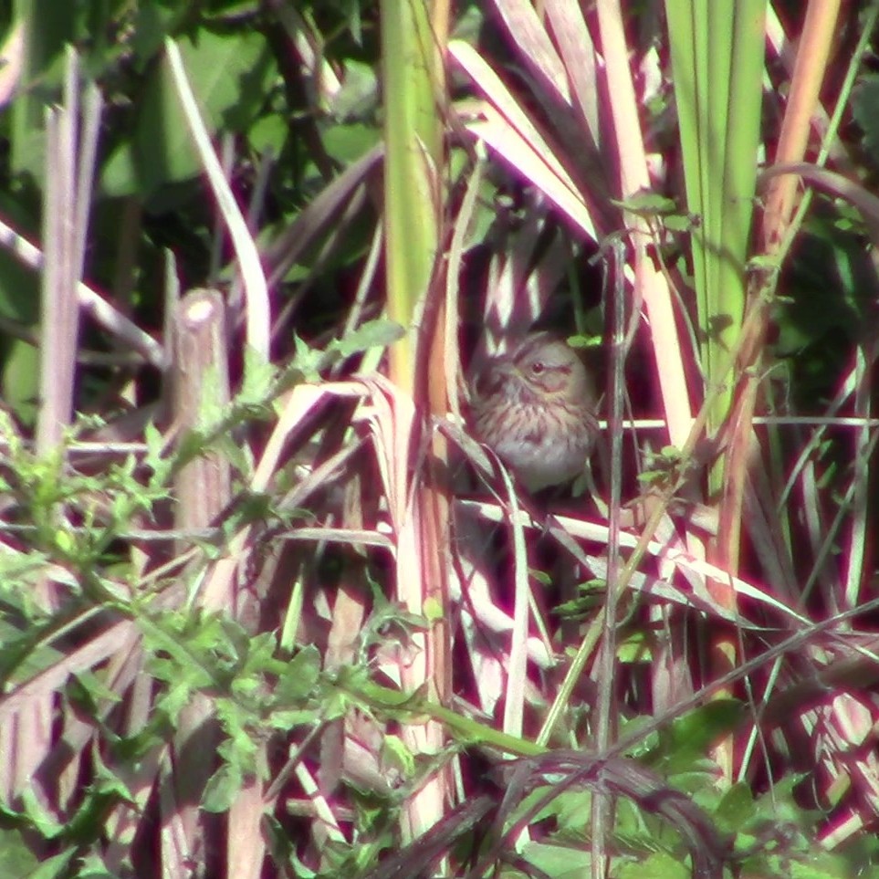 Lincoln's Sparrow - ML642342854