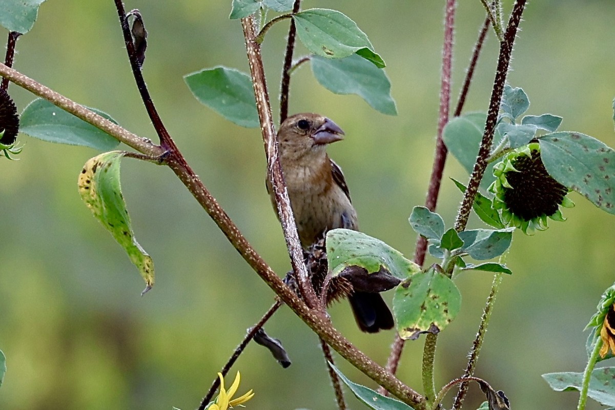 Blue Grosbeak - ML642342934