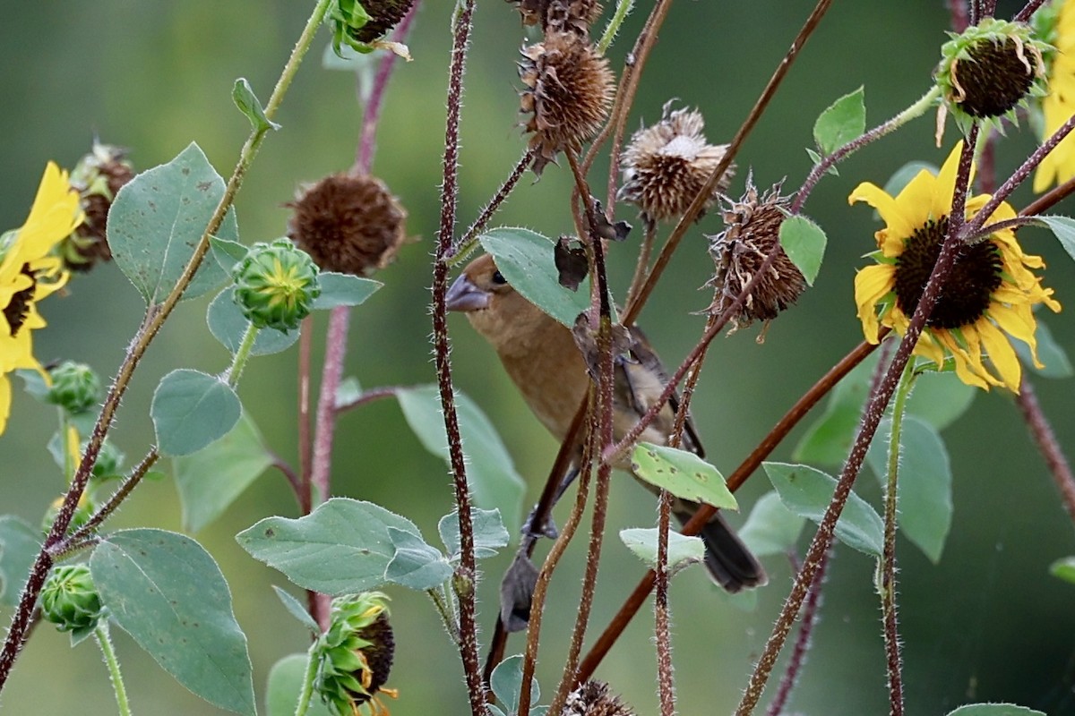 Blue Grosbeak - ML642342935