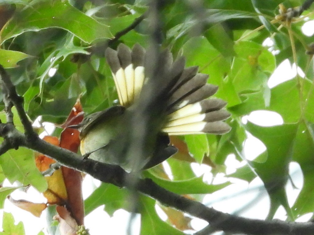 American Redstart - ML642342937