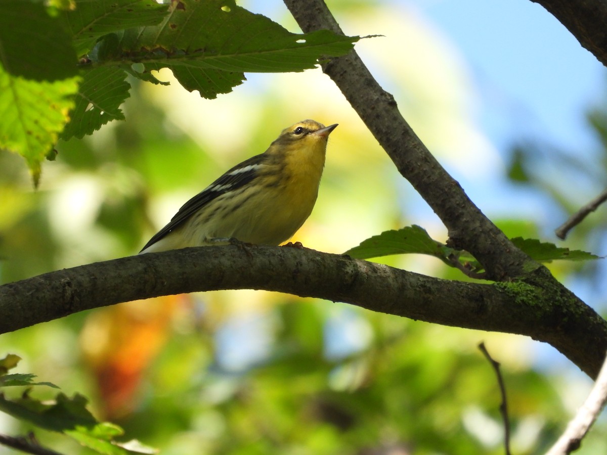 Blackburnian Warbler - ML642342955