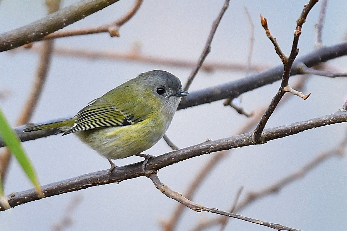 Green Shrike-Babbler - ML642342964