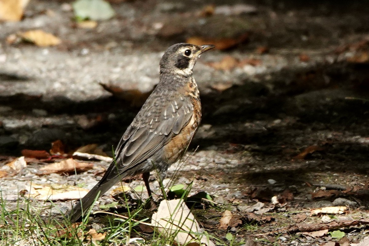 American Robin - ML642342970