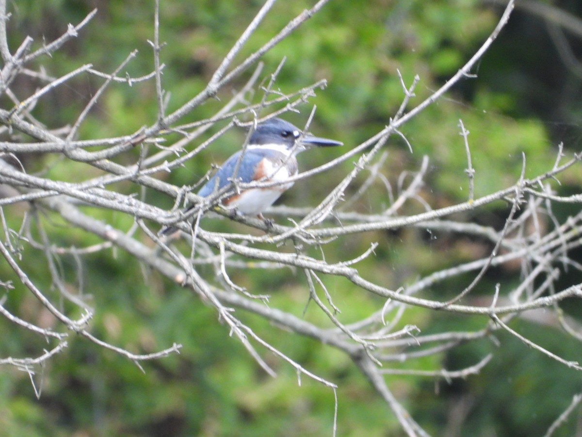 Belted Kingfisher - ML642342975