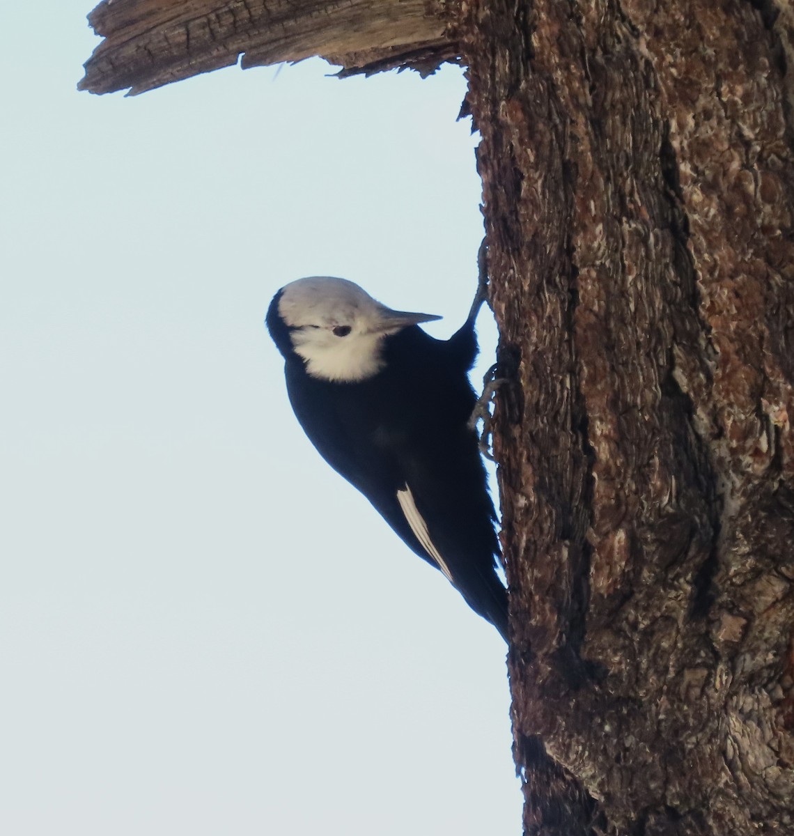 White-headed Woodpecker - ML642342990