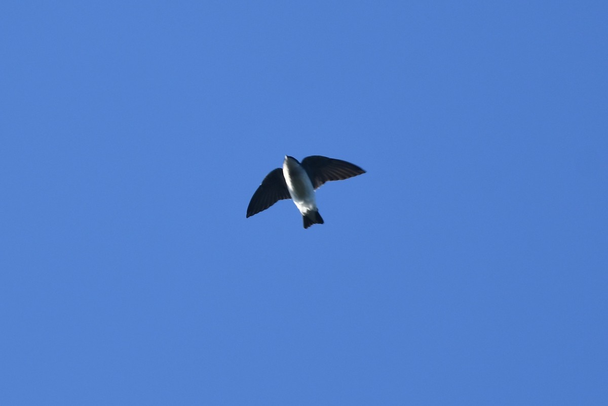 Tree Swallow - ML642342999