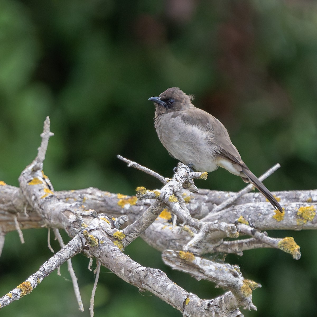 Bulbul arrunta - ML642343000