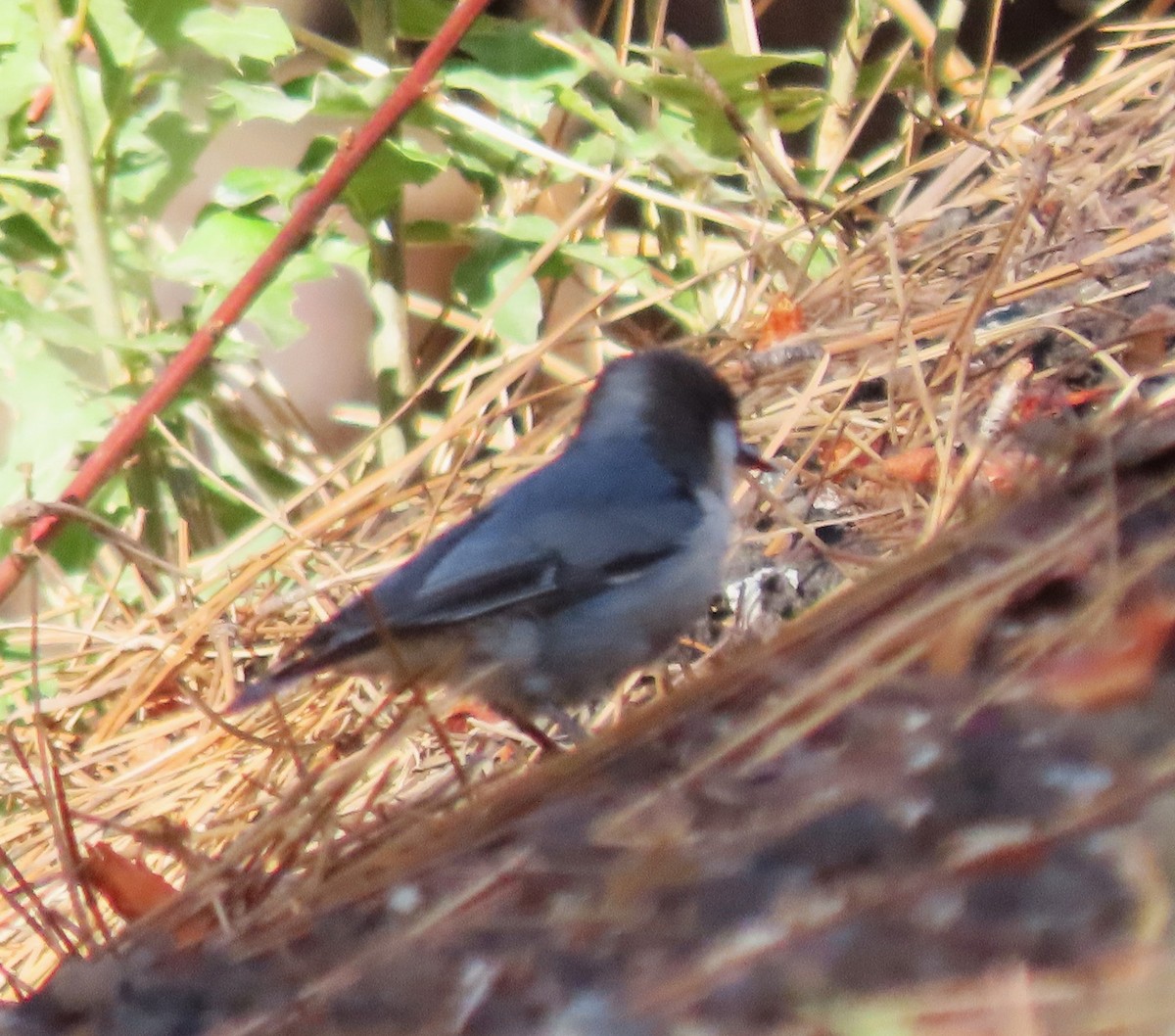 Pygmy Nuthatch - ML642343010