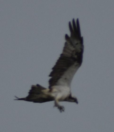 Osprey - ML642343044
