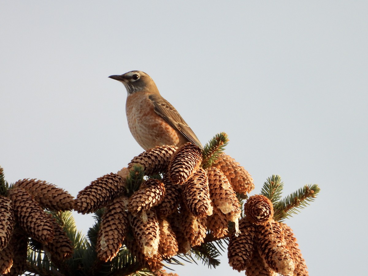 American Robin - ML642343054