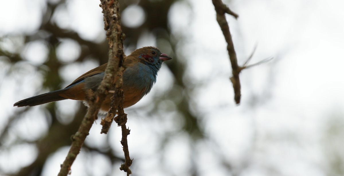 Red-cheeked Cordonbleu - ML642343108