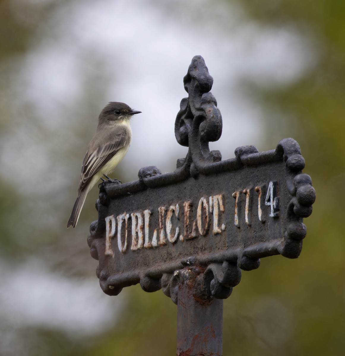 Eastern Phoebe - ML642343117