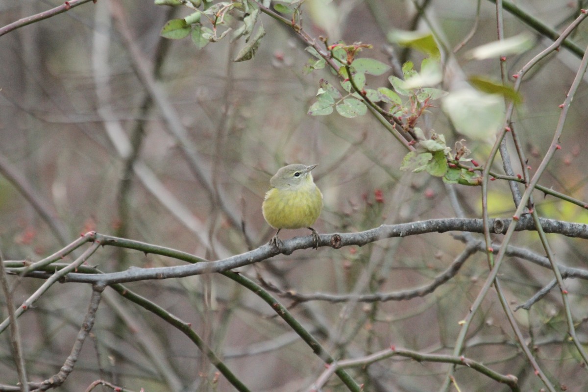 Orange-crowned Warbler (Gray-headed) - ML642343124
