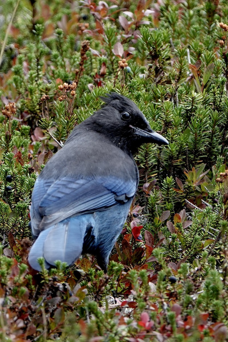 Steller's Jay - ML642343128