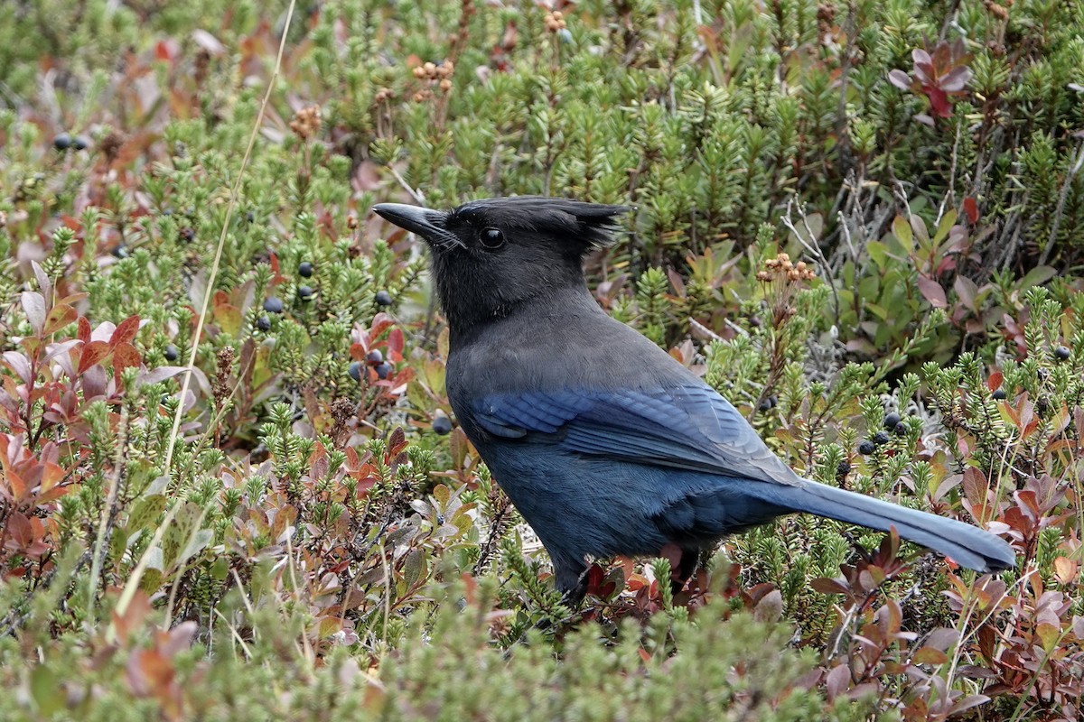 Steller's Jay - ML642343129