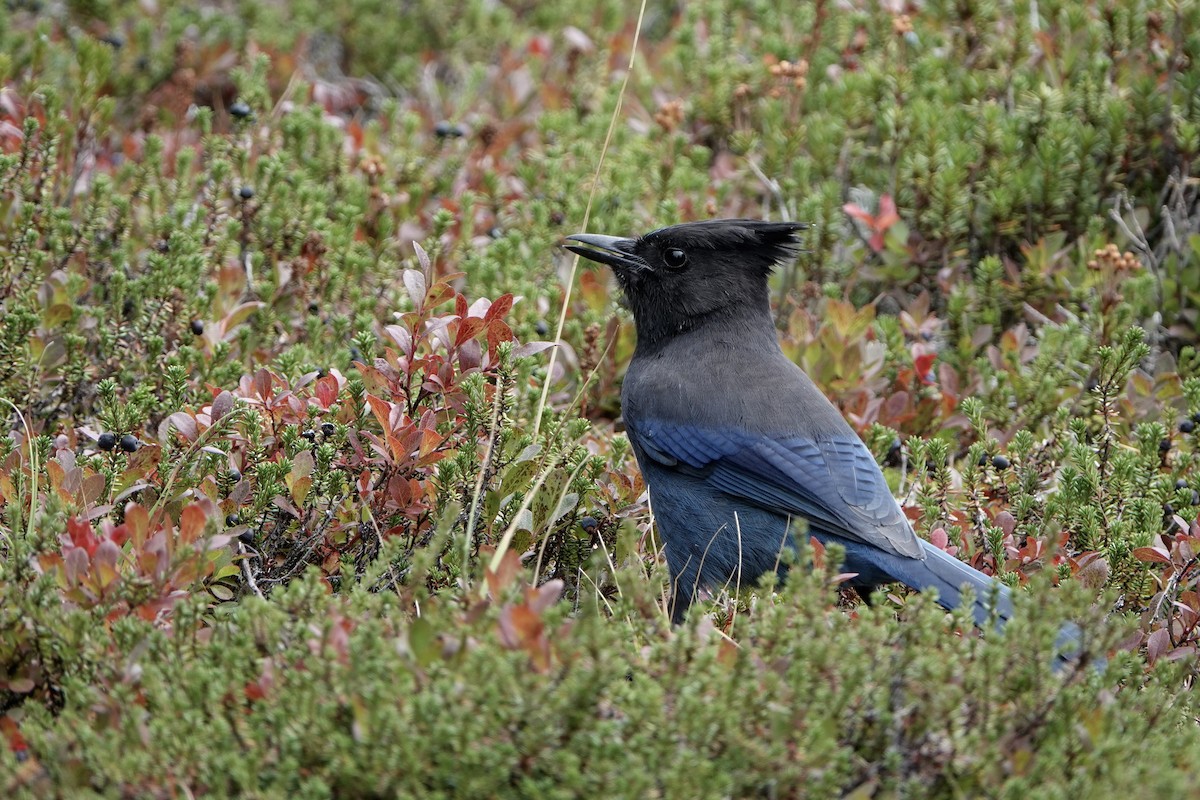 Steller's Jay - ML642343130