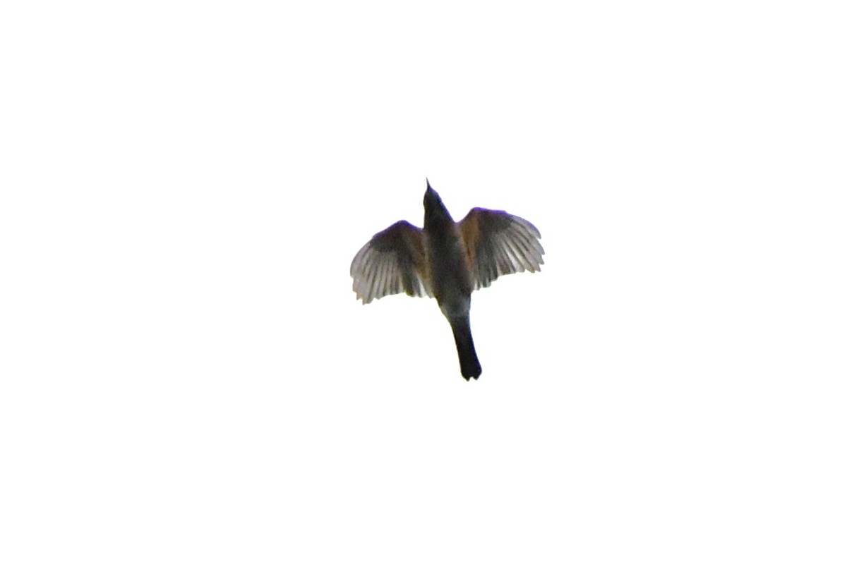 American Robin - ML642343141