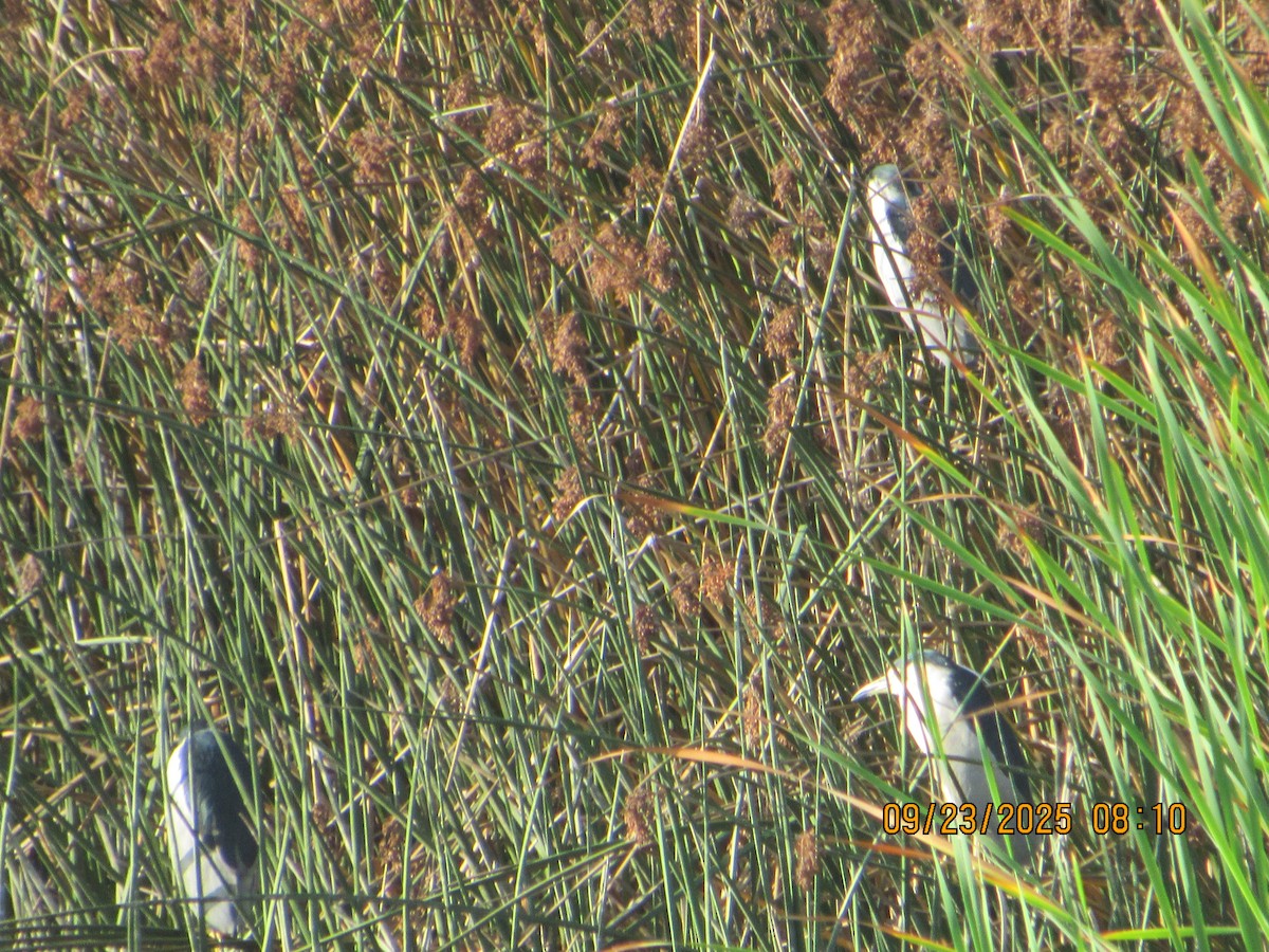 Black-crowned Night Heron - ML642343147