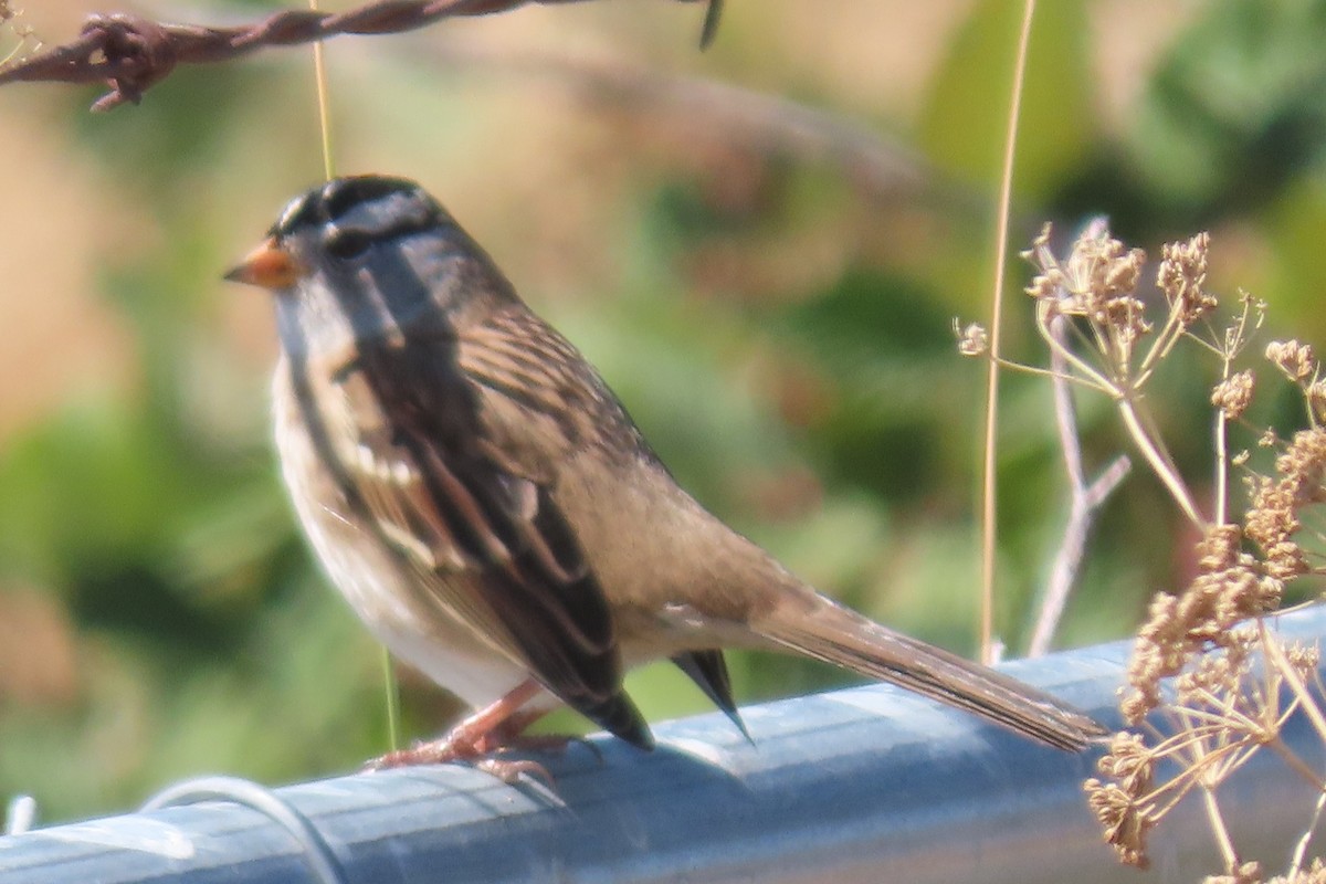 Bruant à couronne blanche (pugetensis) - ML642343154