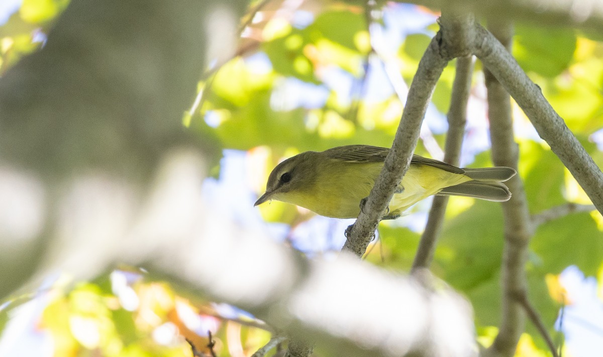 Philadelphia Vireo - ML642343166