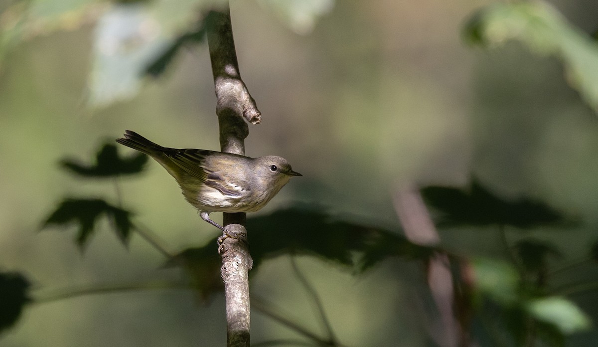 Cape May Warbler - ML642343176