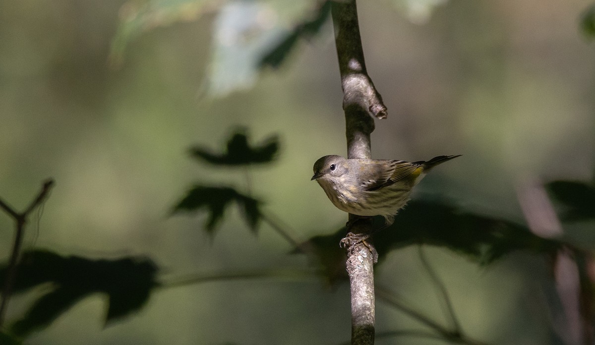 Cape May Warbler - ML642343177