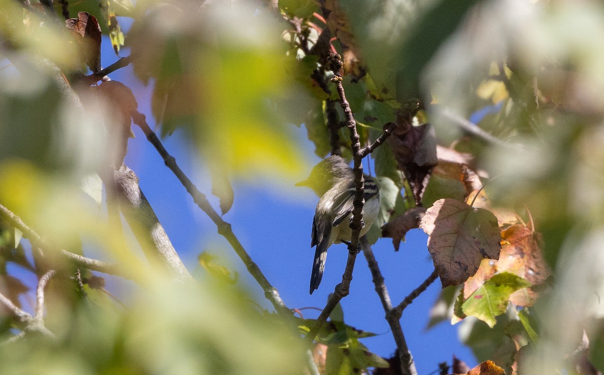 Least Flycatcher - ML642343187