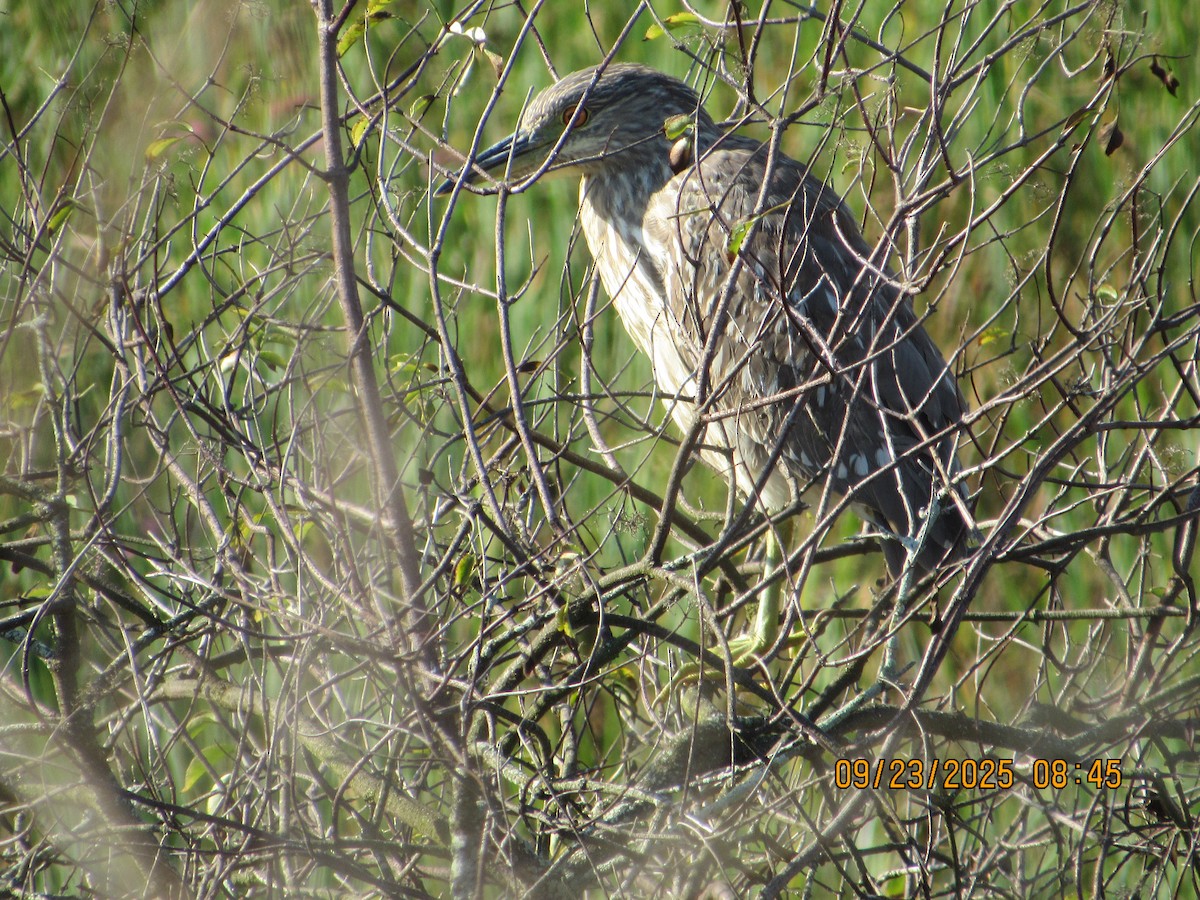 Black-crowned Night Heron - ML642343188