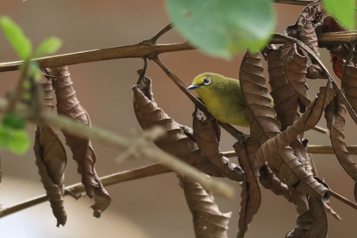 Окулярник сенегальський - ML642343208