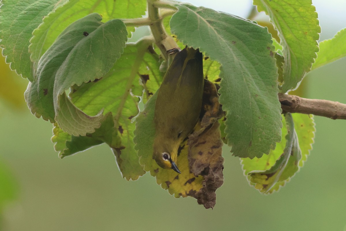 Окулярник сенегальський - ML642343211