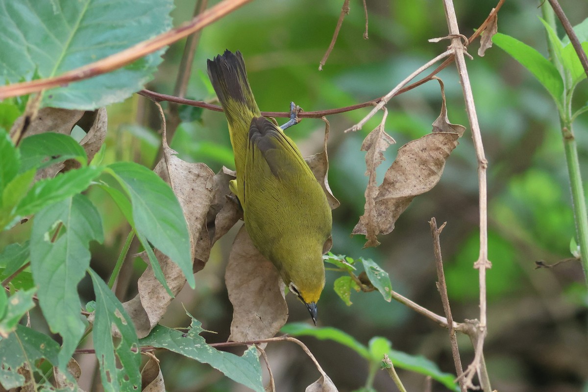 Окулярник сенегальський - ML642343213