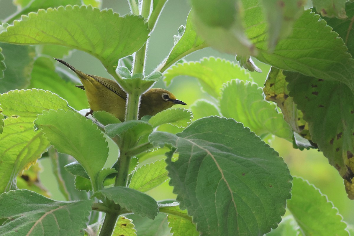 Окулярник сенегальський - ML642343214