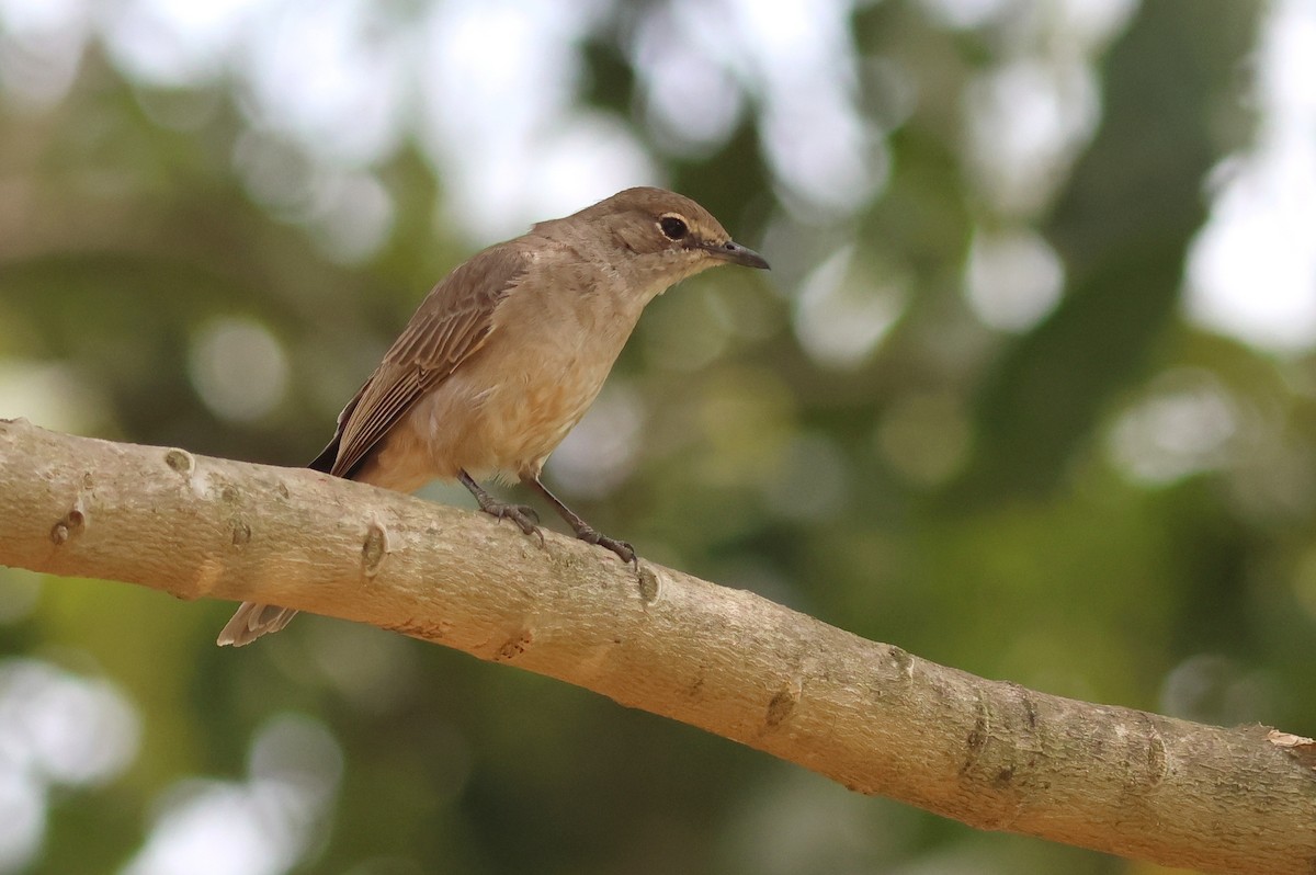 Pale Flycatcher - ML642343226