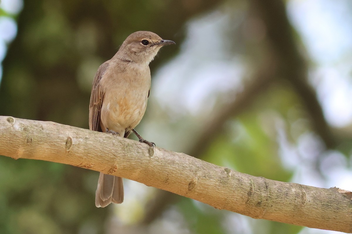 Pale Flycatcher - ML642343227