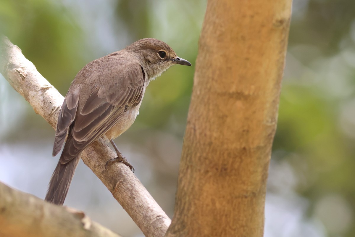 Pale Flycatcher - ML642343228